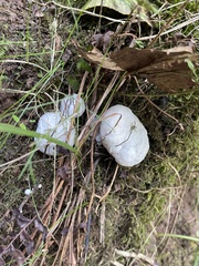 Entoloma abortivum