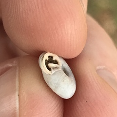 Daedalochila mooreana