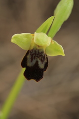 Ophrys fusca