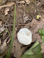 Entoloma abortivum