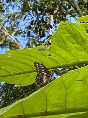 Catasticta flisa flisa