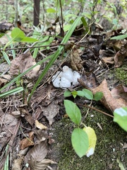 Entoloma abortivum