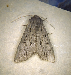 Fishia yosemitae