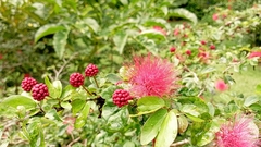 Calliandra