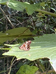 Oxeoschistus tauropolis tauropolis