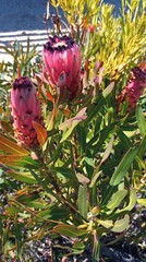 Protea neriifolia
