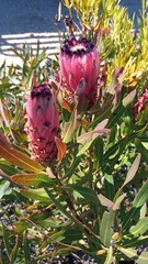 Protea neriifolia