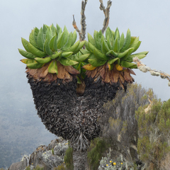 Dendrosenecio