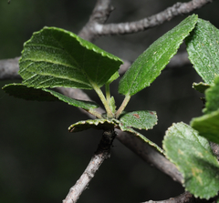 Pterostemon rotundifolius
