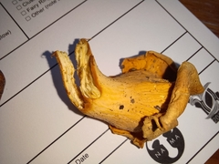 Cantharellus flavolateritius