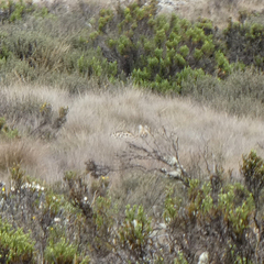 Leptailurus serval lipostictus