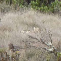 Leptailurus serval lipostictus