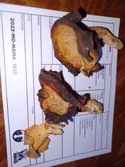 Cantharellus flavolateritius