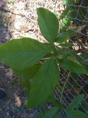 Syngonium angustatum
