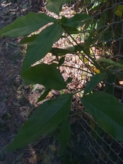 Syngonium angustatum