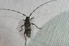 Acanthocinus griseus
