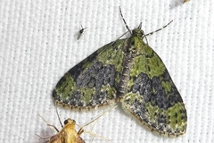 Acasis viretata