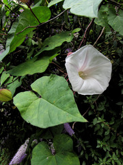 Calystegia