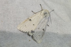 Acronicta leporina
