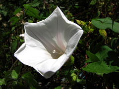Calystegia