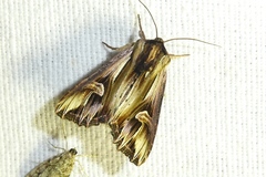 Actinotia polyodon