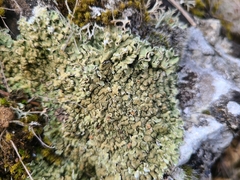 Squamarina cartilaginea