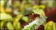 Rhynchium oculatum