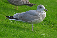 Larus argentatus