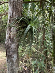 Tillandsia stricta
