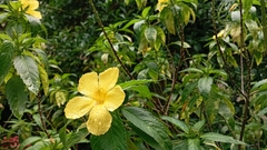 Turnera ulmifolia