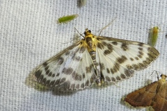 Anania hortulata