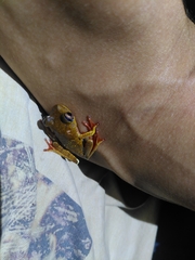 Boana diabolica
