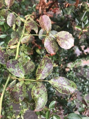 Diplocarpon rosae