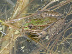 Pelophylax ridibundus