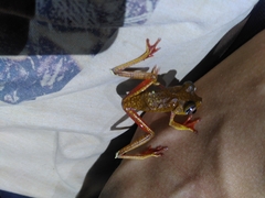 Boana diabolica