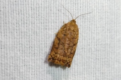 Archips oporana