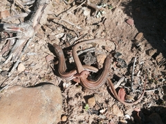 Pedioplanis burchelli