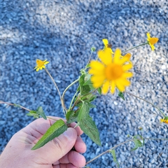 Acmella oppositifolia