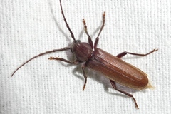Arhopalus rusticus