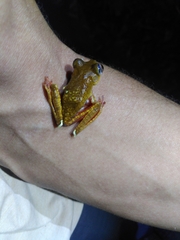 Boana diabolica