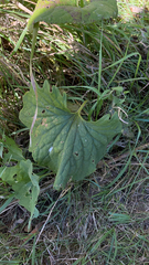 Arnoglossum atriplicifolium