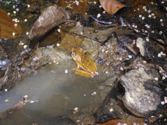 Boana diabolica