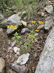 Heliopsis parvifolia