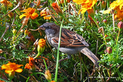 Passer domesticus