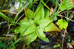 Pinguicula alpina
