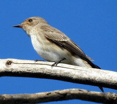 Muscicapa striata
