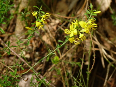 Genista pilosa