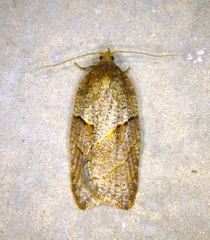 Acleris maccana