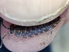 Porcellio dispar