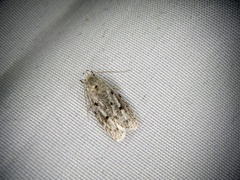 Scythropiodes leucostola